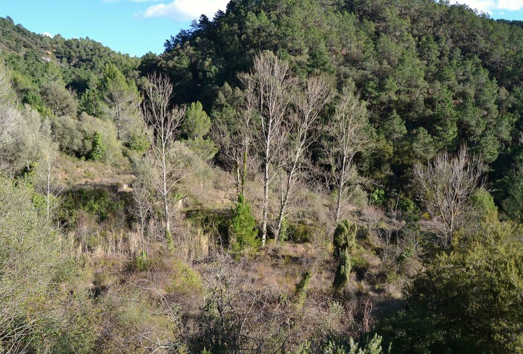 Bosque mediterráneo en la Sierra de Espadán, sendero hacia el Alto de Pipa