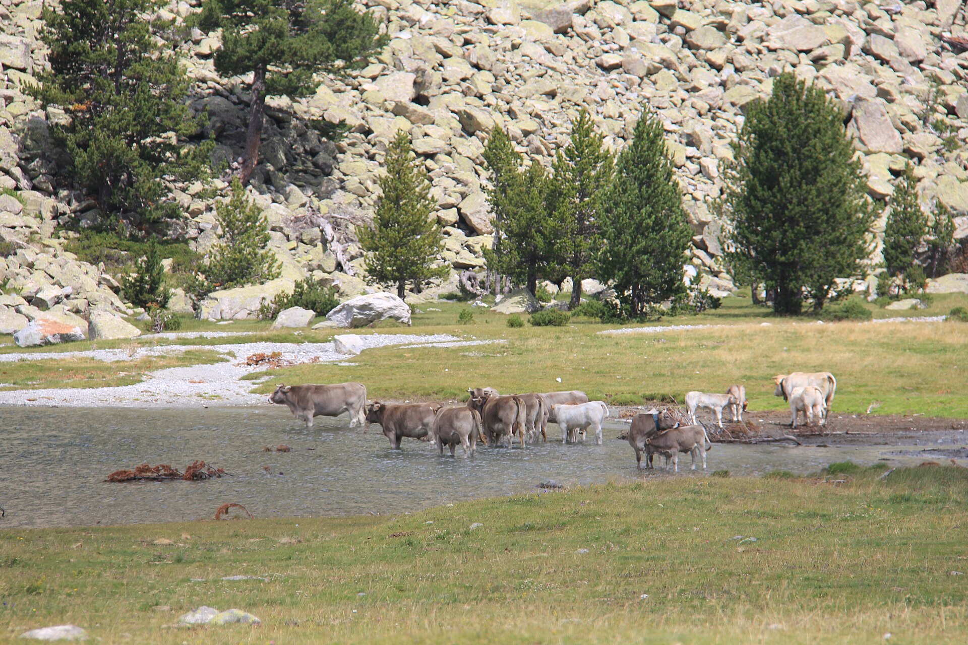 Cows grazing in an alpine meadow in Aigüestortes, Catalan Pyrenees