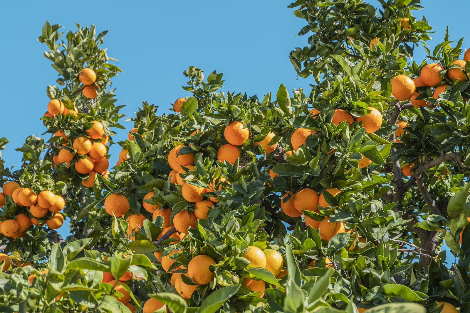 Naranjo cargado de naranjas en la huerta, excursión de naranjas y paella desde Valencia