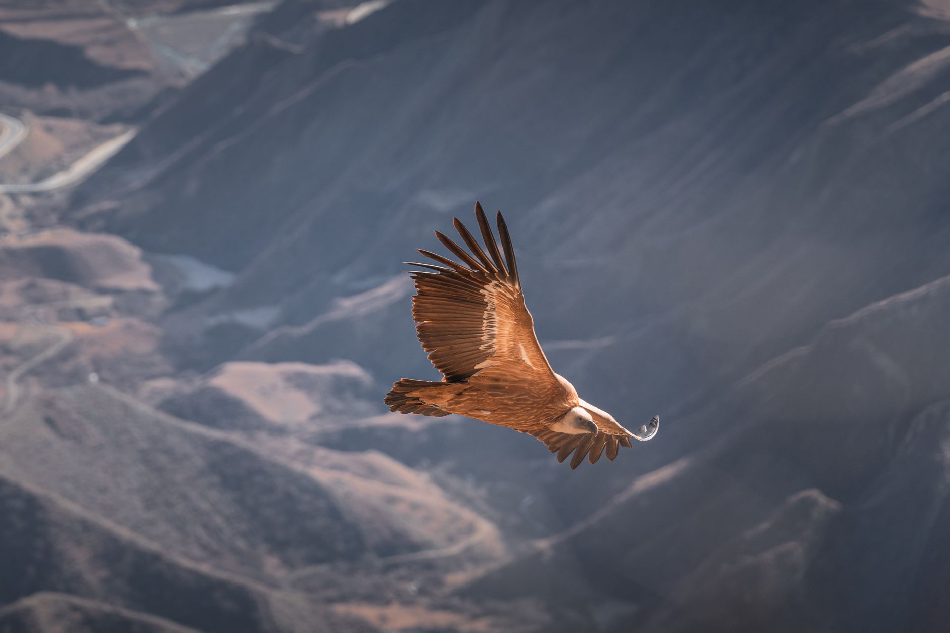 Buitre leonado planeando sobre montañas, símbolo del Festival de los Buitres de Tuéjar