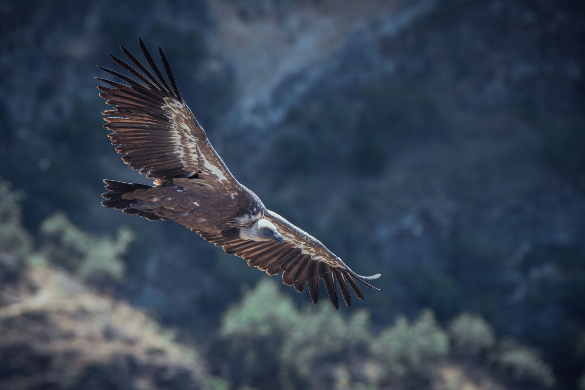 Buitre leonado en vuelo sobre un paisaje de roca y montaña