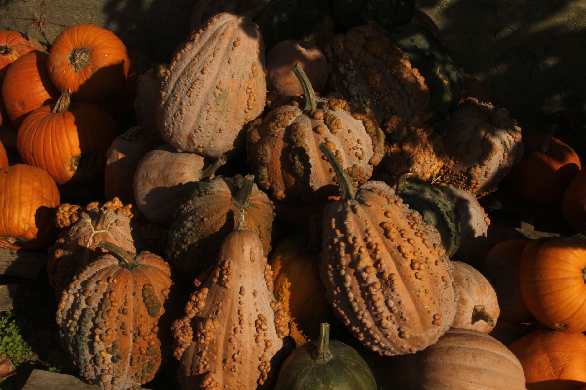 Calabazas y cucurbitáceas bajo la luz cálida del otoño