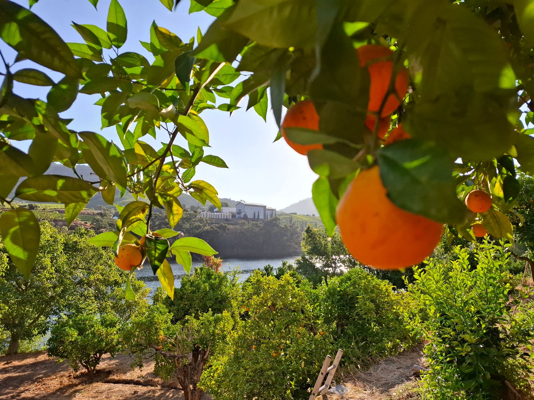 Naranjal soleado con río y colinas al fondo, paisaje de campo mediterráneo